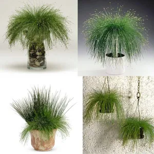Customized Size Outdoor Indoor House Plants 40-60cm Customized Size thumbnail-1