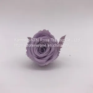 High Quality Timeless Preserved Flower Rose to Make Gorgeous Flower Gifts thumbnail-2