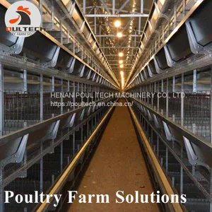 H Type Layer Chicken Chicken Cage With Full Automatic Equipment for 50000 Birds thumbnail-1