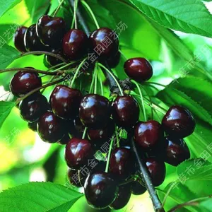 Bing Cherry Seedling thumbnail-1