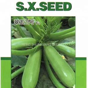 Long Zucchini Hybrid f1 Squash Vegetable Seeds thumbnail-4
