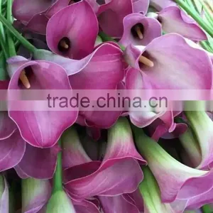 High Grade New Coming Decoration Calla Lily Flower thumbnail-1