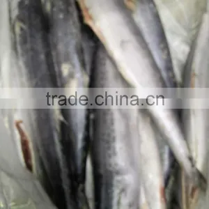 2015 Hung Frozen Spanish Mackerel Whole Gutted thumbnail-5