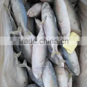 Supply Frozen Indian Mackerel thumbnail-2