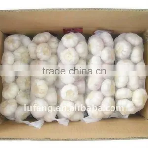 Fresh Normal White Garlic thumbnail-1