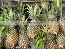 Suvimie Fresh Sri Lankan Pineapples thumbnail-1