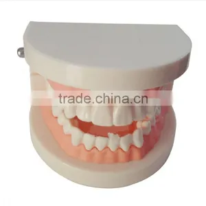 Dental Materials Dental Dental Teaching Supplies Model of Dentures Dental Teeth Model thumbnail-2