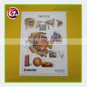 Cheap Custom Good Quality Human Articular Cartilage Chart thumbnail-1