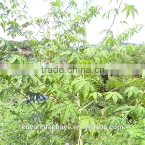 Heath Care Sweet Tea Green Tea thumbnail-5