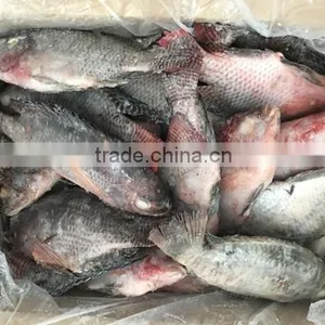 Frozen Good Black Tilapia 500-800g thumbnail-1