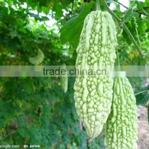 10% Charantin Bitter Melon Extract Powder thumbnail-2