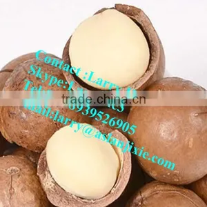 Macadamia Nut Opening Machine/macadamia Nut Tapping Machine thumbnail-6