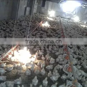 Advanced Design Automatic Farming Equipment for Broilers and Chickens thumbnail-1