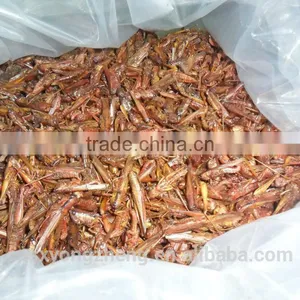 Microwave Dried Locusts High Quality Bird& Fish Food thumbnail-1