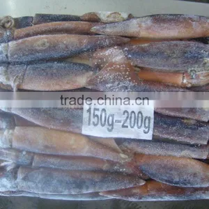 Natural Sea Frozen Illex Squid thumbnail-4