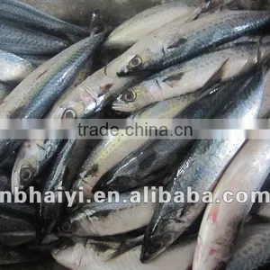 Blue Mackerel thumbnail-1