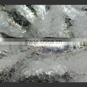 WR Frozen Sardines thumbnail-4