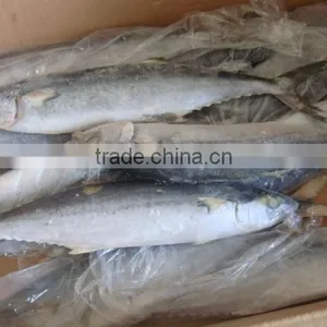 Whole King Fish Spanish Mackerel A Frozen Fish thumbnail-1