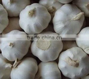 2016FRESH GARLIC thumbnail-1