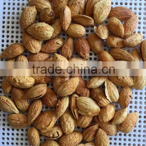 Good Taste Snack Roasted Almond With Shell for Sales thumbnail-2