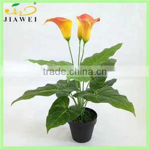 Wholesale Potted Calla Lily Bonsai for Table Decoration thumbnail-1