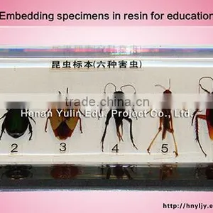 Yulin High Quality Acrylic Embedded Six Harmful Insect Specimens thumbnail-1