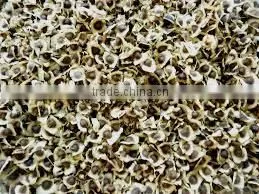 Moringa Seeds thumbnail-2