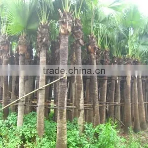 Palm Trees Livistona Chinensis (Jacq.) R. Br thumbnail-2