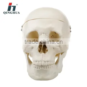 Model of Adult Skull thumbnail-3