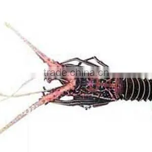 New Style 5.5+0.75kw Automatic Shrimp Farming Equipment for Fishery Farms thumbnail-1