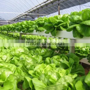 Agriculture Vermiculite in Vermiculite Type for Growing Media thumbnail-1
