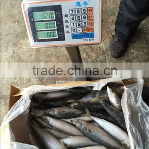 2016 Landing Sea Frozen Mackerel 300-500g thumbnail-2