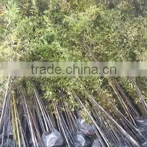 Phyllostachys Nigra Bushy Potted thumbnail-1