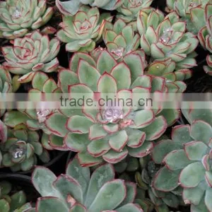 Echeveria Polidonis Decorative Plants Echeveria, Succulent Plants, Tropical Plants thumbnail-1