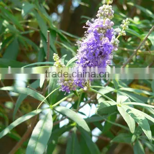 Agnus Castus Extract(KOSHER Certificated) thumbnail-1
