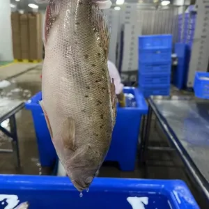 Seabass Whole Round thumbnail-1