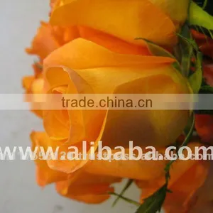 Fresh Cut Color Color Rose Flowers thumbnail-1
