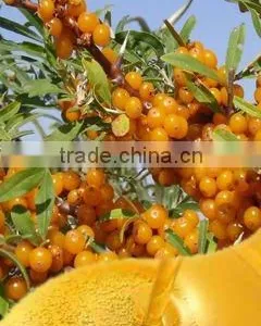 Pure Sea Buckthorn Oils thumbnail-1