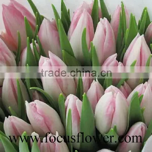 2016 High Quality Rainbow Tulip, the Fresh Cut Flowers With Low Price thumbnail-1