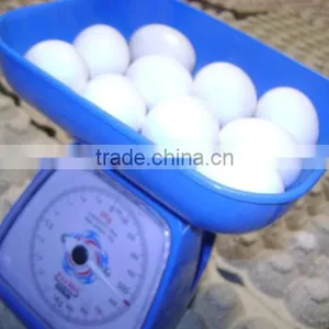 White Eggs Suppliers From India thumbnail-5