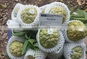 Custard Apple Fruit From Viet Nam thumbnail-4