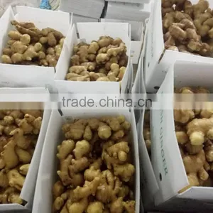 PVC BOXES FRESH GINGER thumbnail-6