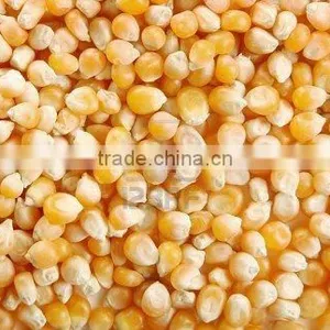 Yellow Corn thumbnail-1