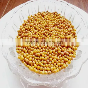 JSX Free Sample Yellow Mung Bean Price Current Year High Quality Mung Bean Sprout Production thumbnail-1