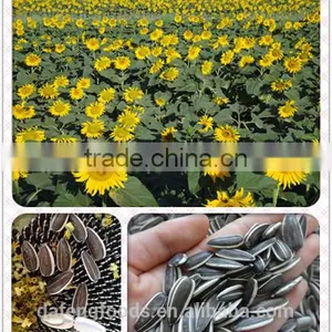 Hetao Sunflower Seeds5009.3939.3638.363,135.909 thumbnail-1
