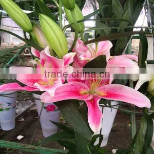 Hot Sale Fresh Cut Lily Flowers From Original Flower Plants thumbnail-3