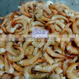 HLSO Shrimps thumbnail-1