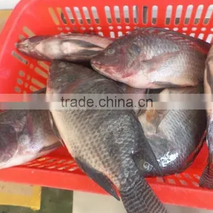 Frozen Tilapia WR thumbnail-4