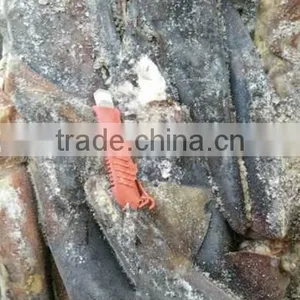 Whole Round Frozen Peru Giant Squid thumbnail-2