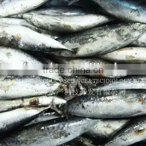 Best Quality Frozen Bonito Tuna for Making Cans thumbnail-1